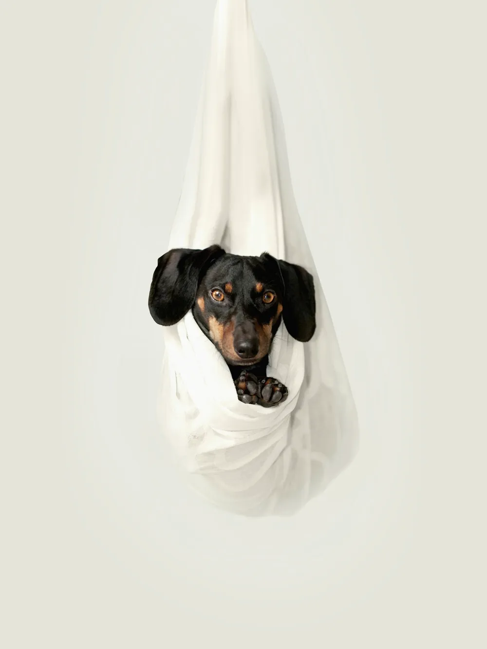 Cachorro salsicha deitado em uma rede de pano branca